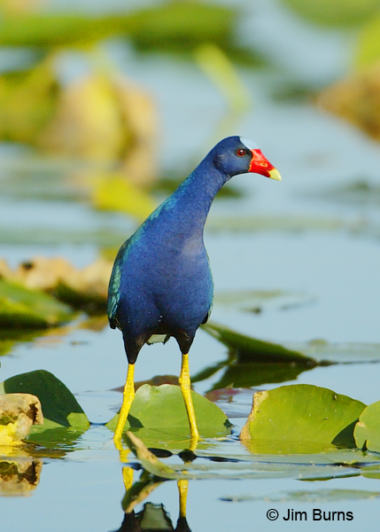 Purple Gallinule