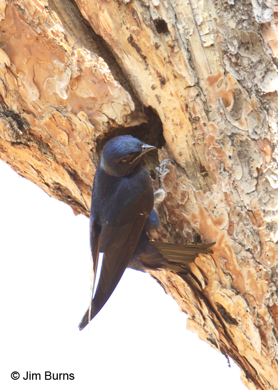 Purple Martin male at nest hole