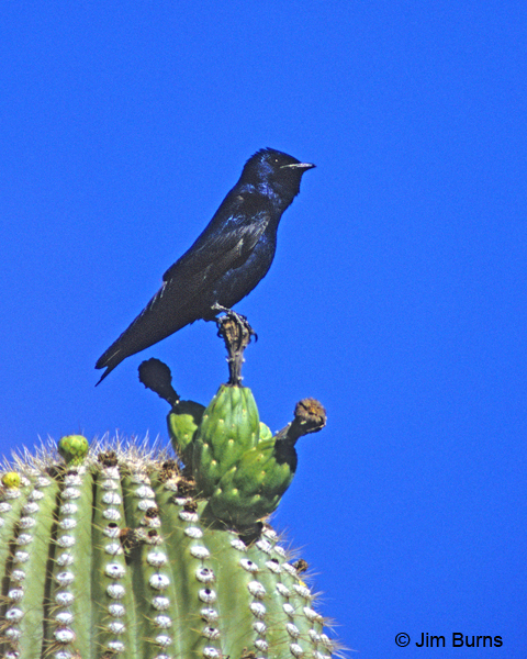 Purple Marin male on Saguaro
