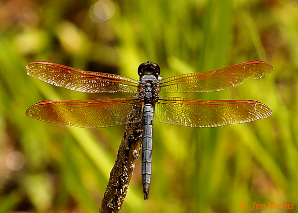 Purple Skimmer male dorsal view, Marion Co. FL, July 2019--4678
