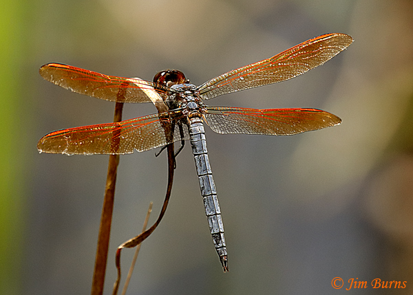 Purple Skimmer male dorsal view, Lake Co. FL, July 2019--4692