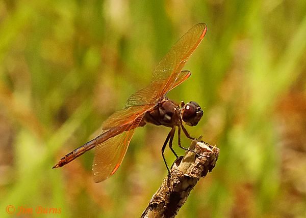 Purple Skimmer immature male showing pruinosity on top of abdomen, Lake Co. FL, July 2019--4469