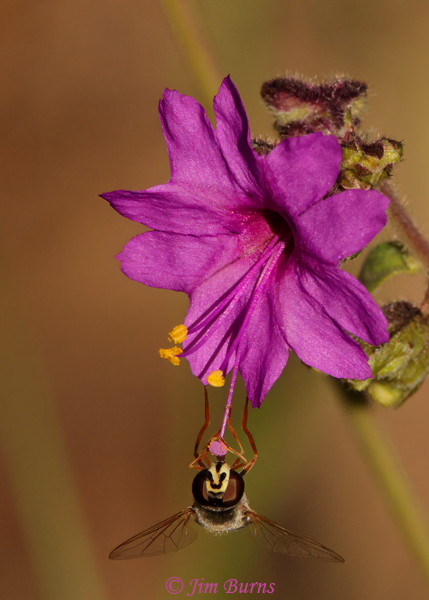Showy Four O'Clock with Syrphid Fly, Arizona--2052