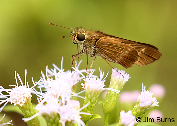 Purple-washed Skipper, Texas