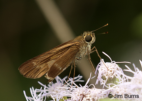 Purple-washed Skipper on Crusita, Texas