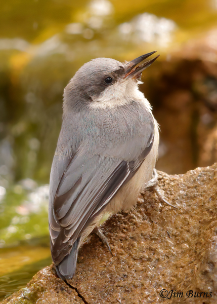 Pygmy Nuthatch calling--5116