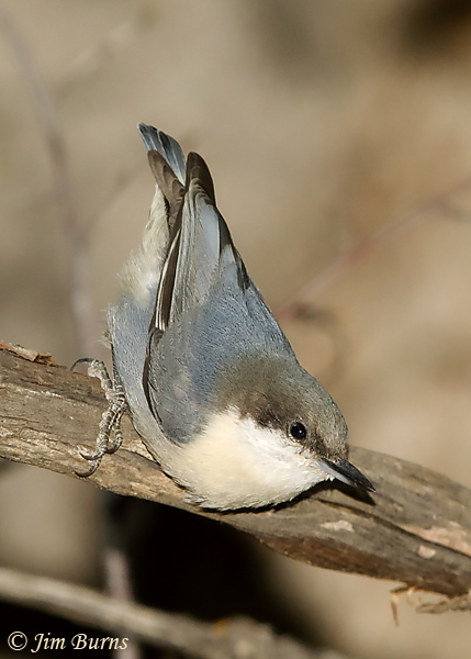 Pygmy Nuthatch surveying waterhole #2--6178