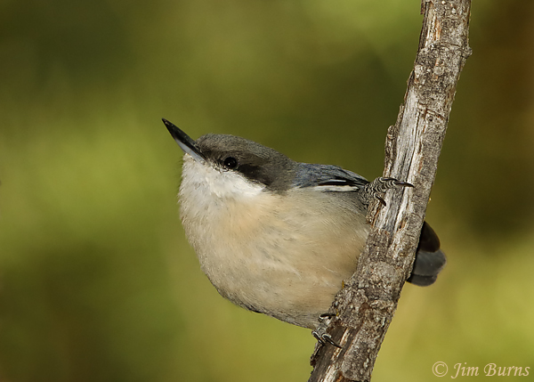 Pygmy Nuthatch--6255