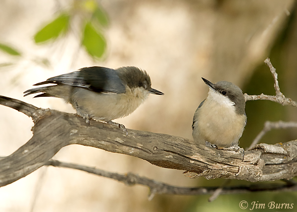 Pygmy Nuthatch juvenile on left begging--6434