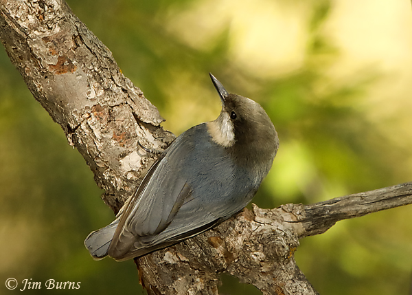 Pygmy Nuthatch vental view--6448