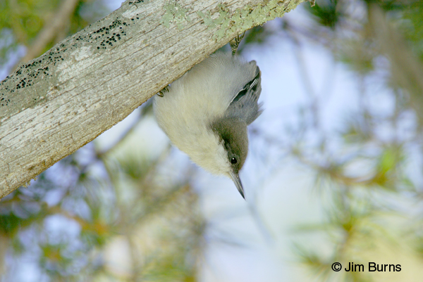 Pygmy Nuthatch in traditional pose