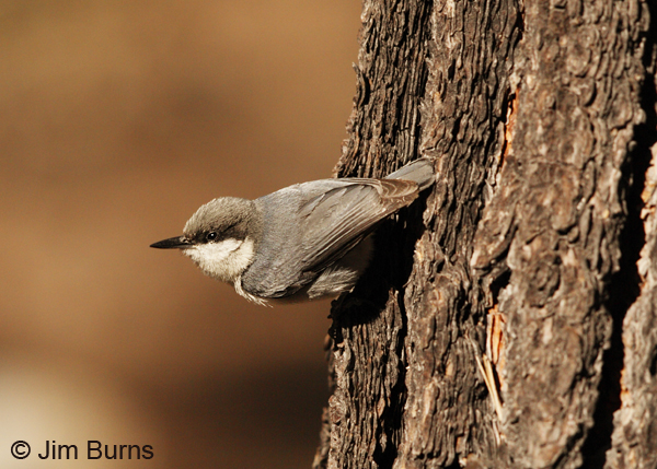 Pygmy Nuthatch on Ponderosa