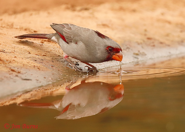 Pyrrhuloxia maledrinking--8749