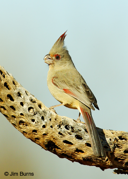 Pyrrhuloxia juvenile