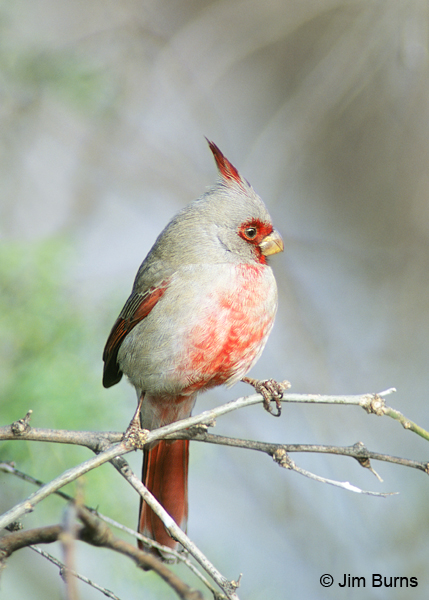 Pyrrhuloxia male in bush