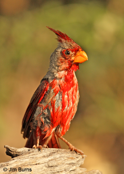 Pyrrhuloxia male preening after bath