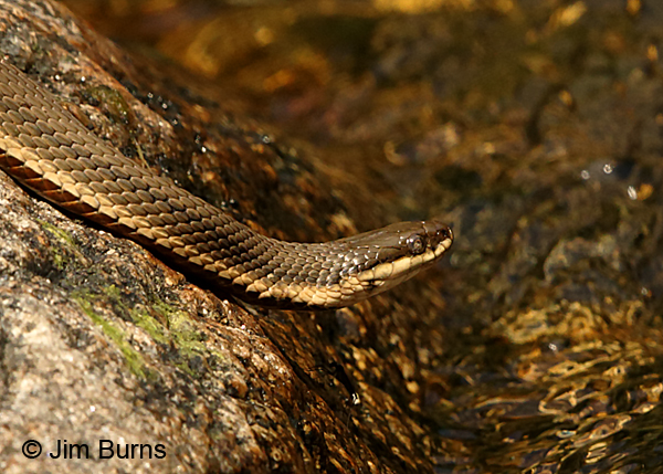 Queen Snake