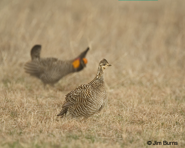 Bowing to the queen of the lek