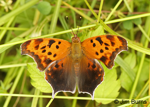 Question Mark, Arkansas