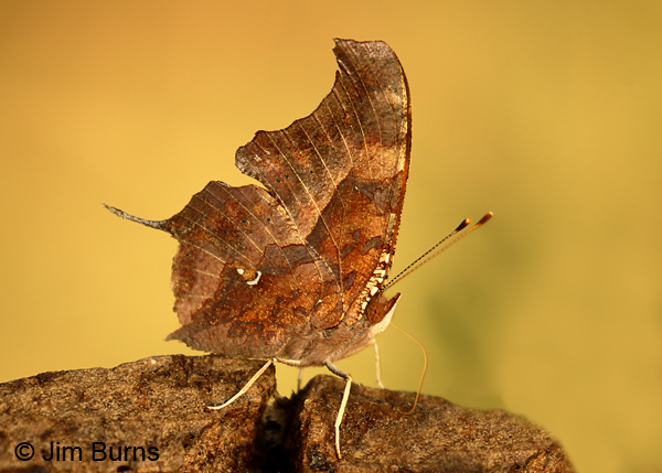 Question Mark underwing, Texas