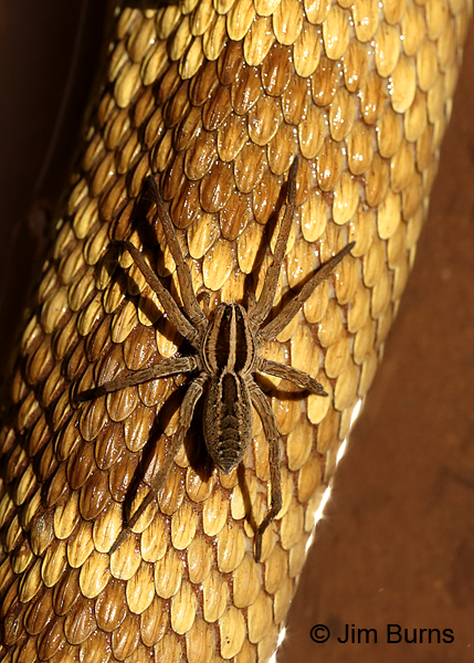 Rabid Wolf Spider (Rabidosa santrita) female on snakeskin, Arizona