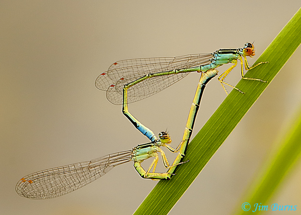 Rainbow Bluet pair in wheel, Larimer Co., CO, June 2019--3876