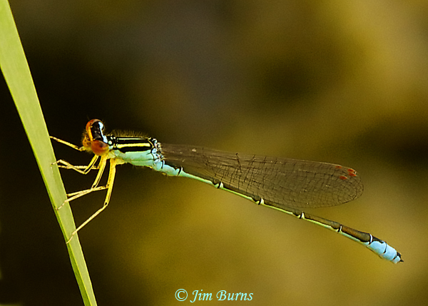 Rainbow Bluet male, Larimer Co., CO, June 2019--3892