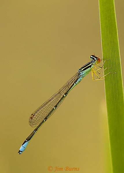 Rainbow Bluet male dorsolateral view, Larimer Co., CO, June 2019--3909