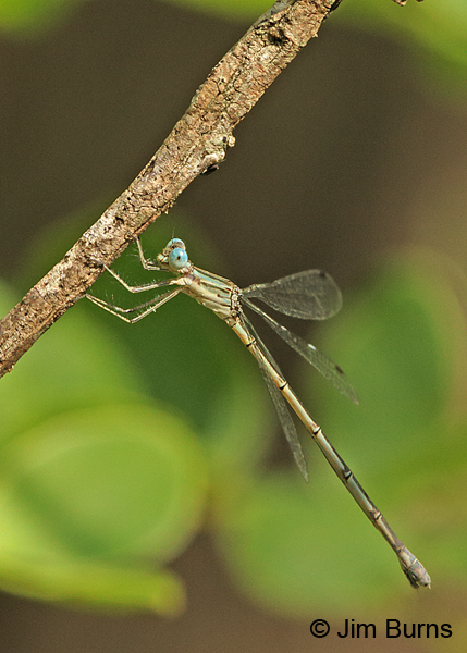 Rainpool Spreadwing female, Cameron Co., TX, October 2014