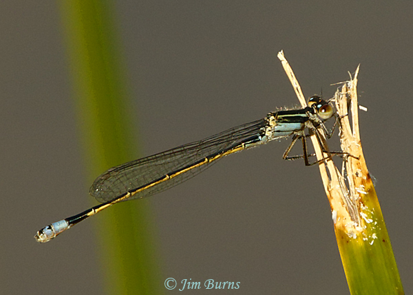 Rambur's forktail immature andromorph female, Pima Co., AZ, November 2018--0868