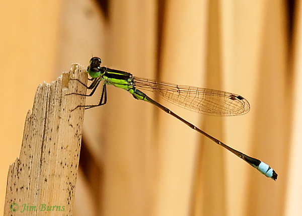 Rambur's Forktail male, Maricopa Co., AZ, October 2018--1612