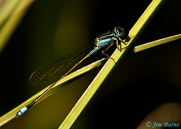 Rambur'sForktail immature andromorph female, Maricopa Co. AZ, October 2018--9867