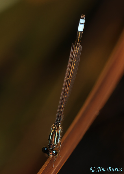 Rambur's Forktail immature andromorph female, Maricopa Co., AZ, March 2021--0965