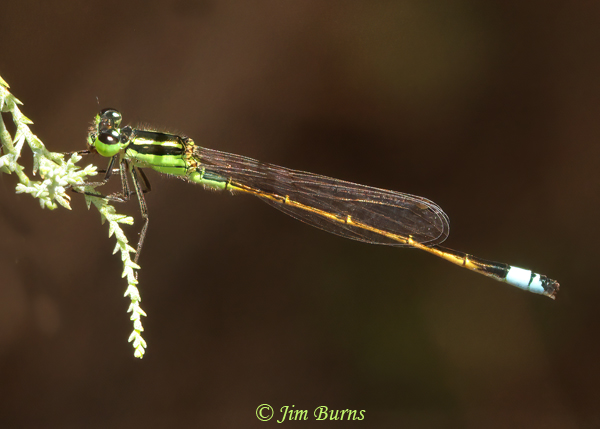 Rambur's Forktail male, Maricopa Co., AZ, August 2021--1637