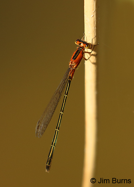 Rambur's Forktail immature heteromorph female, Maricopa Co., AZ, October 2017