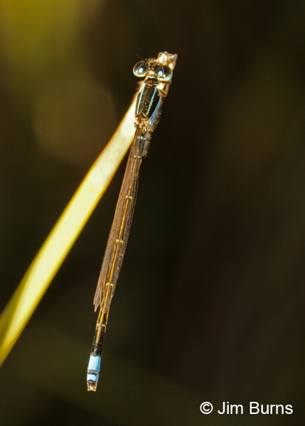 Rambur's Forktail immature andromorph female dorsal view, Maricopa Co., AZ, October 2011