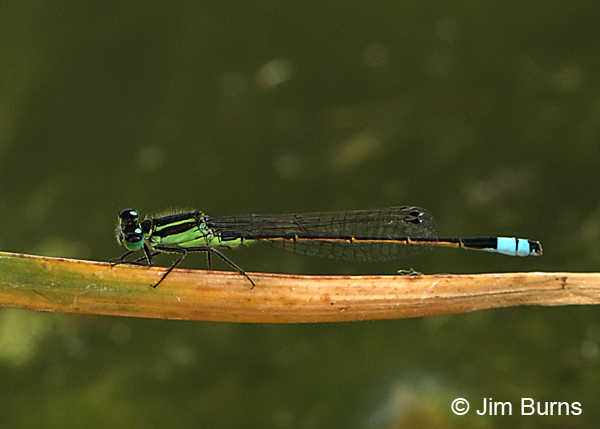 Rambur's Forktail male, Maricopa Co., AZ, April 2017