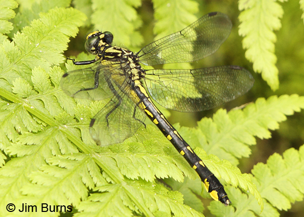 Rapids Clubtail female, Eau Claire Co., WI, June 2014