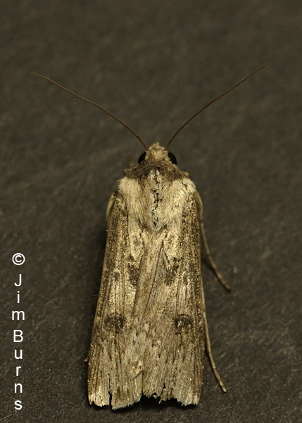 Rascal Dart Moth male dorsal view, Arizona