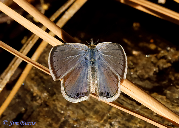 Reakirt's Blue, Arizona--2341