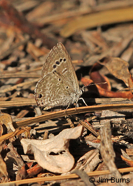 Reakirt's Blue female, Arizona