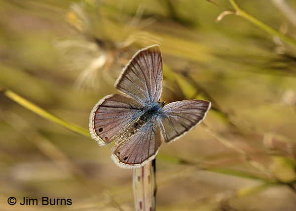 Reakirt's Blue male, Arizona