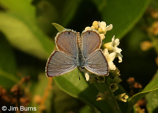 Reakirt's Blue male, Texas