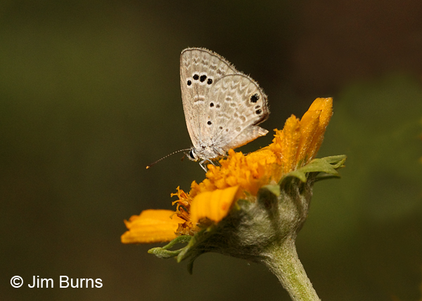 Reakirt's Blue on Yellow Coneflower, Arizona