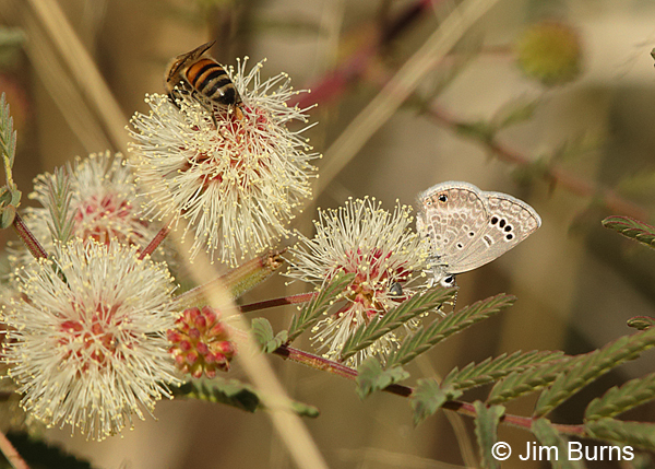 Reakirt's Blue with bee on Catclaw Mimosa, Arizona