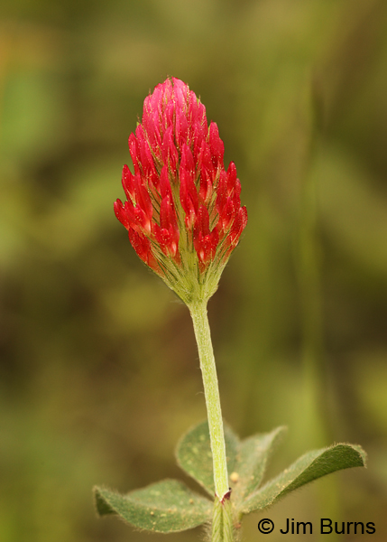 Red Clover, Texas