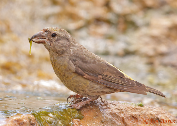 Red Crossbill juvenile with green vegetation--4578