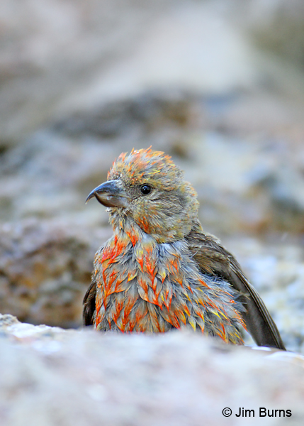 Red Crossbill immature male bathing