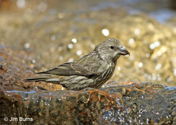 Red Crossbill juvenile