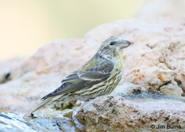 Red Crossbill juvenile young enough crossed mandibles not yet developed